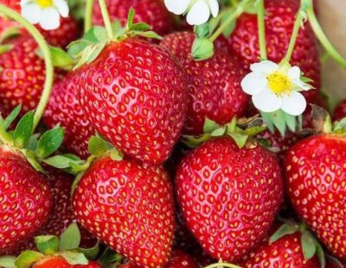 Erdbeere Karmen mittelfrühe Sorte