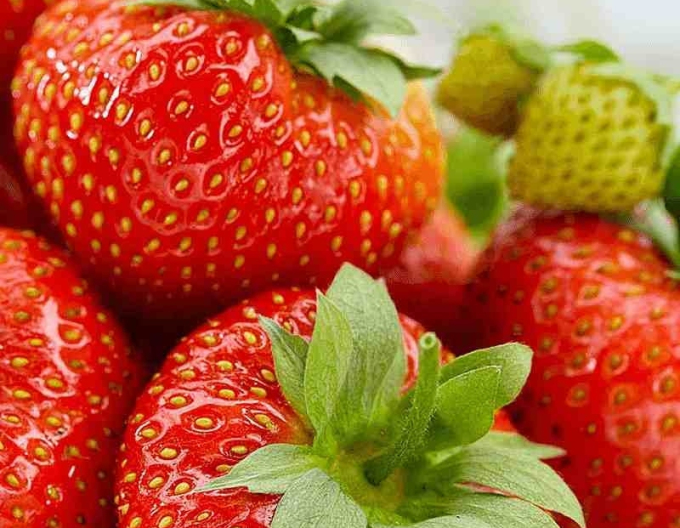 Erdbeere Aromas mehrjährige Sorte