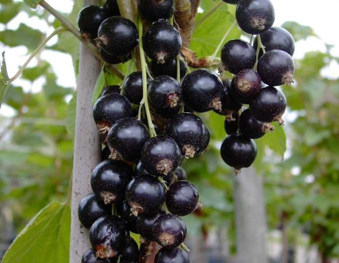 Schwarze Johannisbeere Tsema KER, Forts. 9l