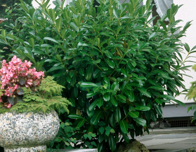 Lorbeer Zabeliana