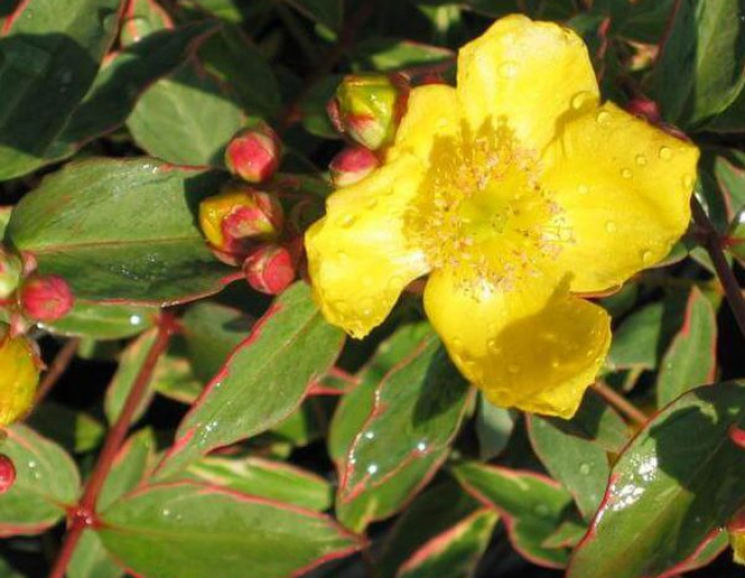 Johanniskraut Tricolor