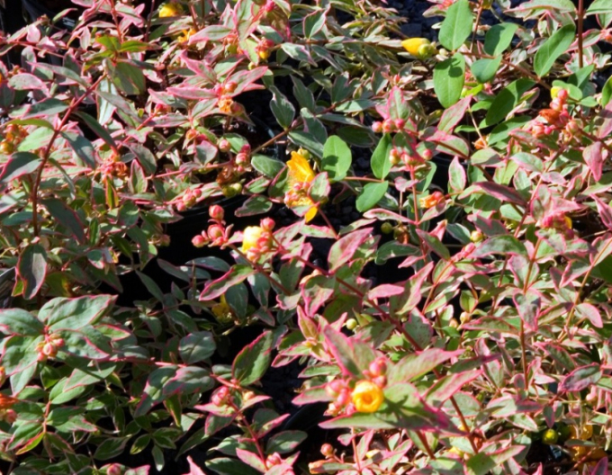 Johanniskraut Tricolor