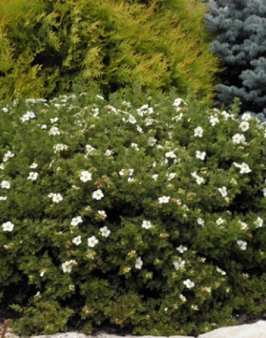 Tilford Creme