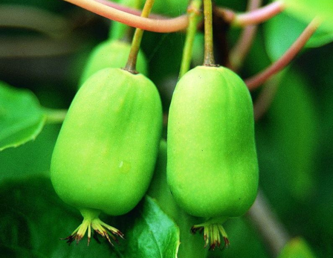 Mini-Kiwi selbstbestäubend Issai