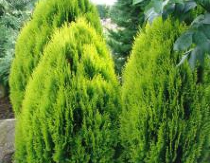 Lebensbaum  Aurea Nana 5l