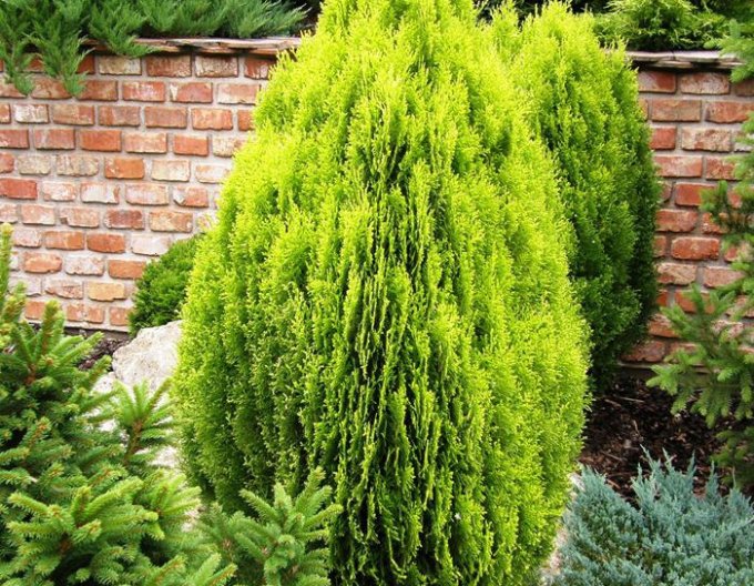 Lebensbaum  Aurea Nana 5l