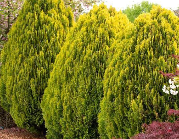 Lebensbaum  Aurea Nana 5l