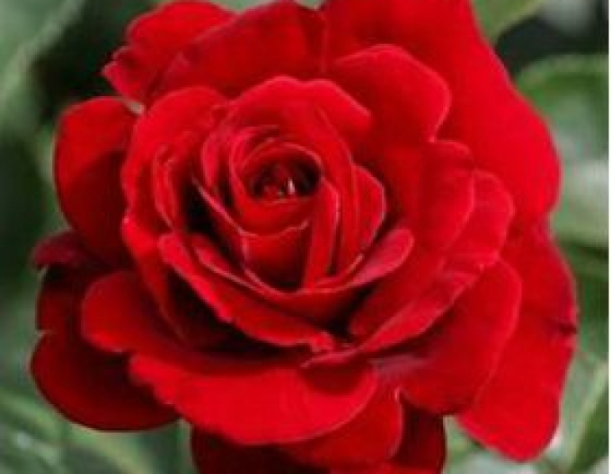 Rose Rosso Rubino