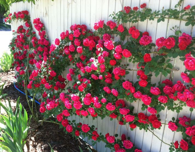 Rose Rosso Rubino