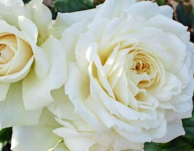 Rose Bianco