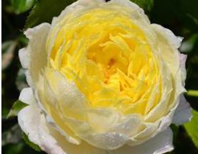 Rose Giallo