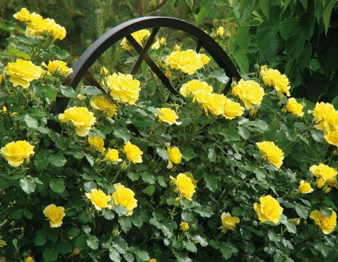 Rose Giallo