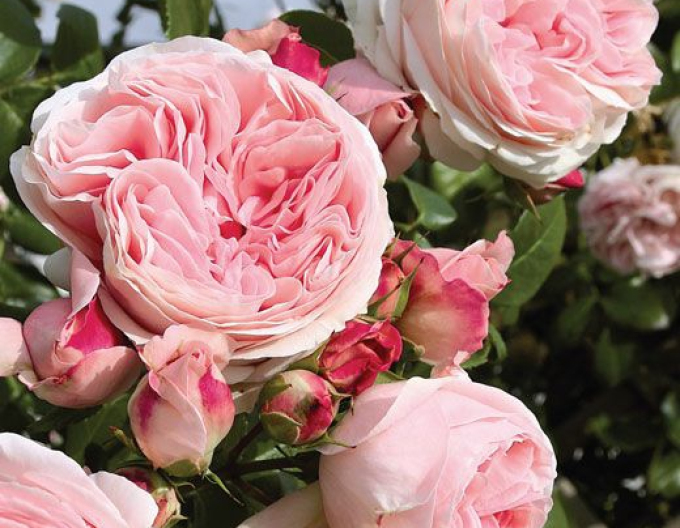 Rose Rosa