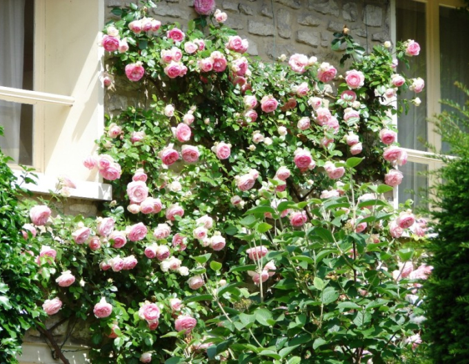 Rose Rosa