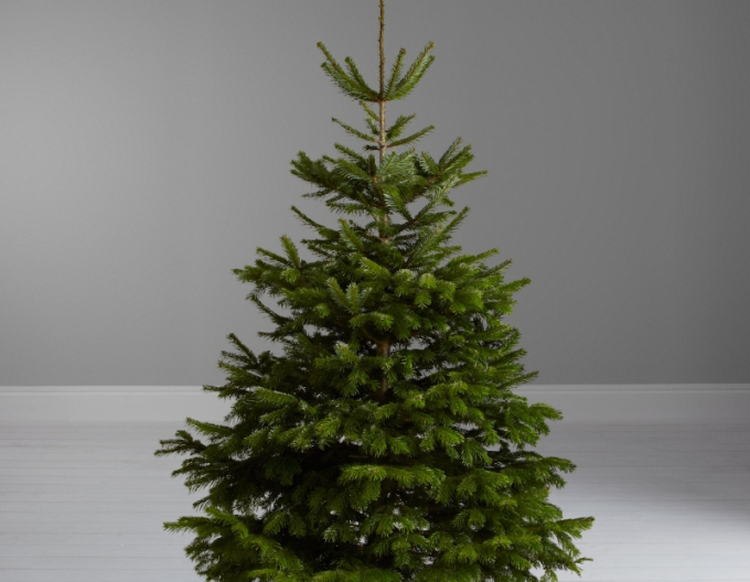 Tanne (Kaukasus) CLASIC CUT 125/150cm