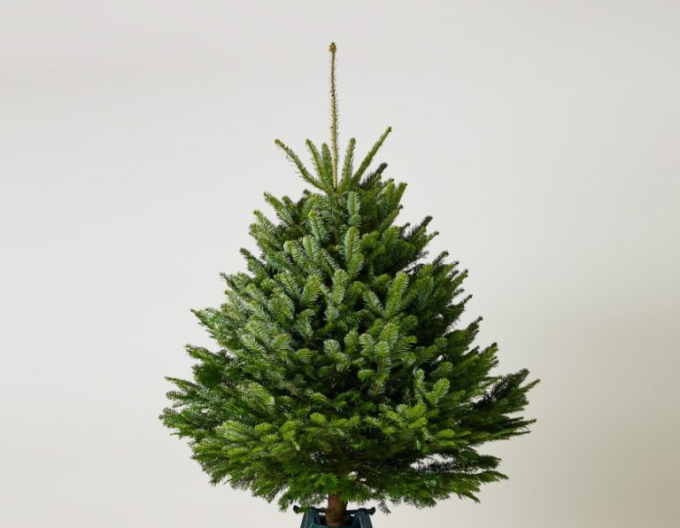 Tanne (Kaukasus) REZANA 100/125 cm