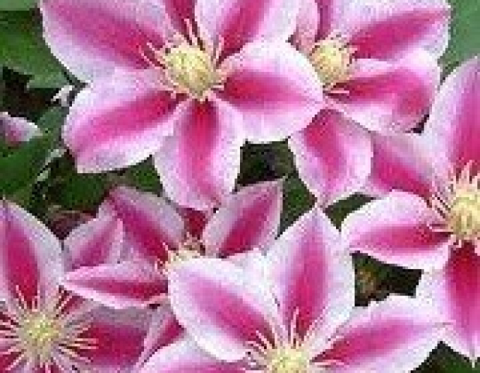 Clematis Angela