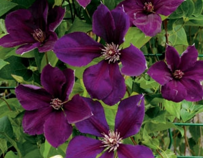 Clematis Gipsy Queen