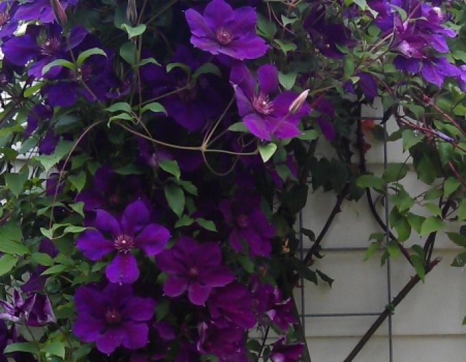 Clematis Gipsy Queen