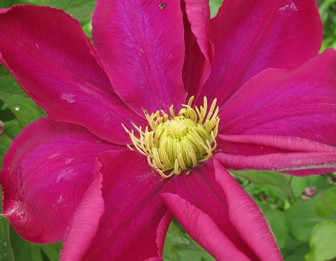 Clematis Hoshi-no-Flamenco