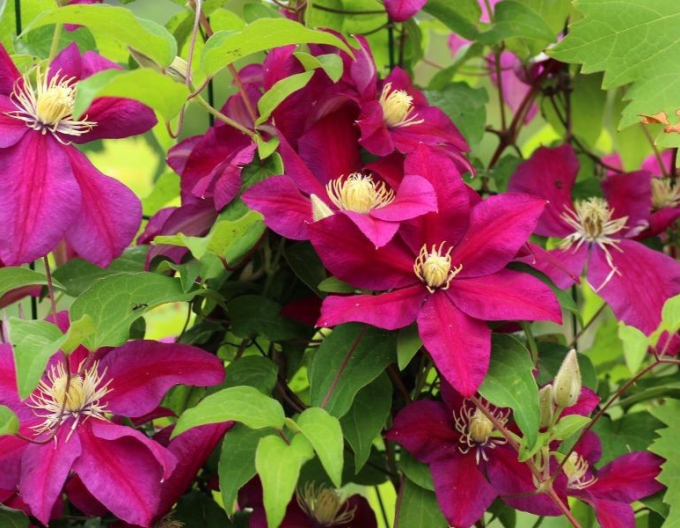 Clematis Hoshi-no-Flamenco