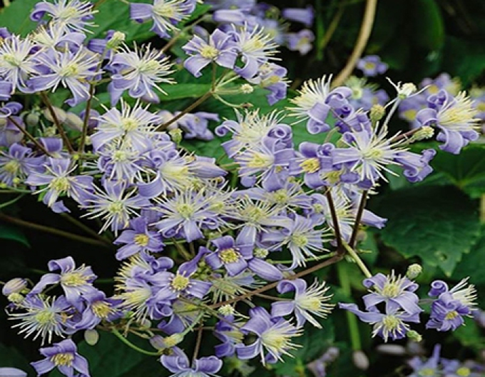 Clematis Mrs. Robert Brydon