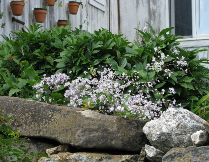 Clematis Mrs. Robert Brydon