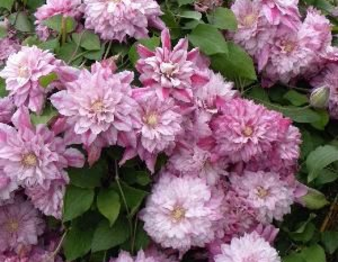 Clematis Patricia Ann Fretwell