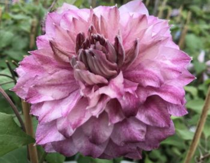 Clematis Patricia Ann Fretwell