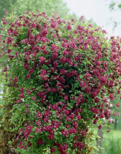 Waldrebe Purpurea Plena Elegans
