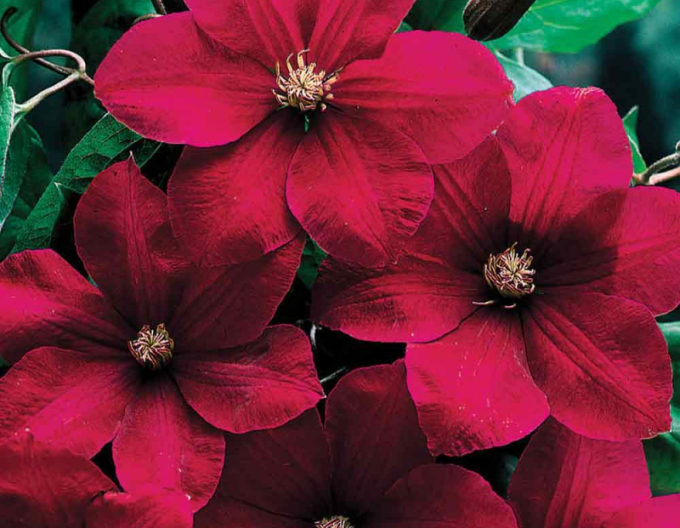Clematis Rouge Cardinal