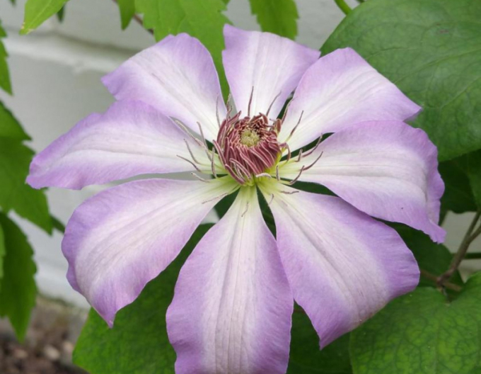 Klematis Seraphina