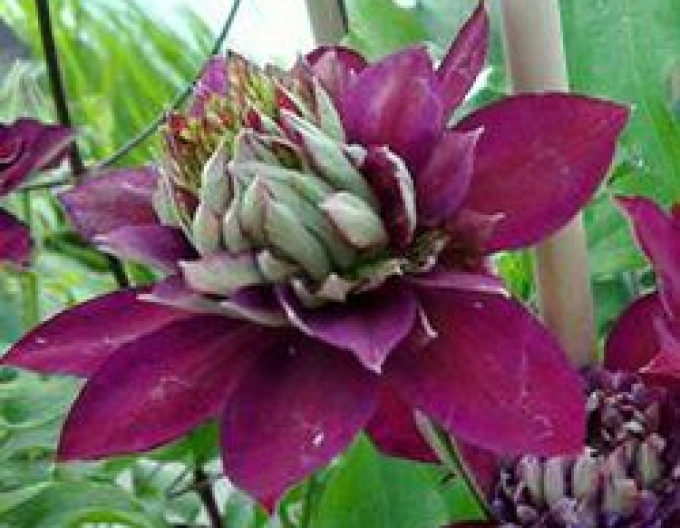 Clematis Versuchung