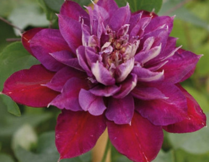 Clematis Versuchung