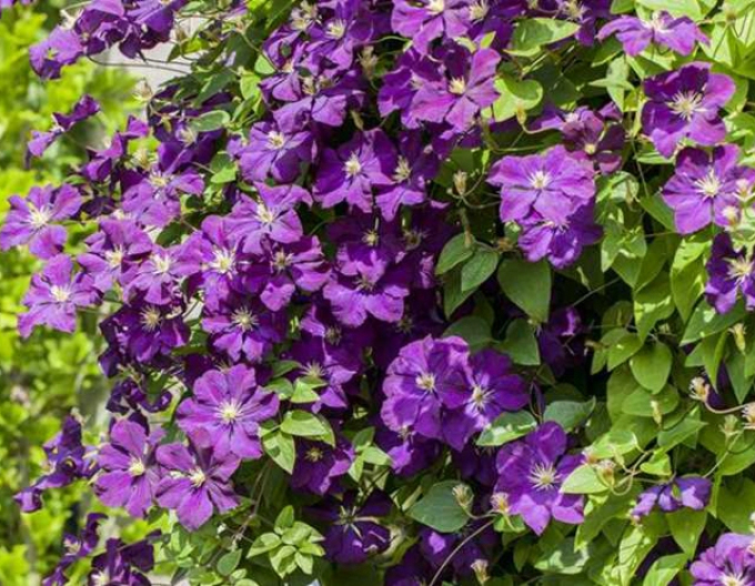 Clematis Versuchung