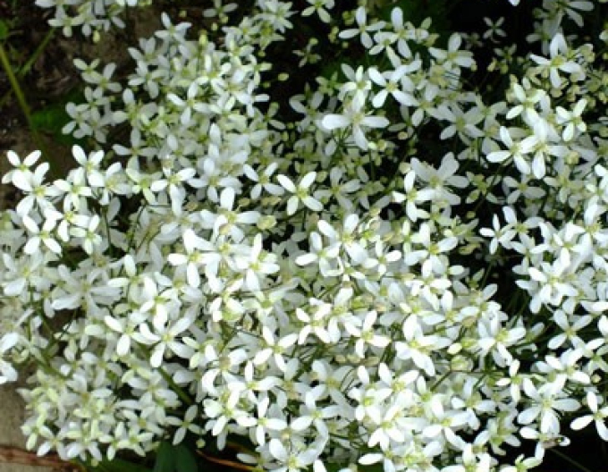 Clematis recta Purpurea