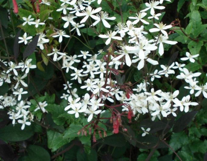 Clematis recta Purpurea