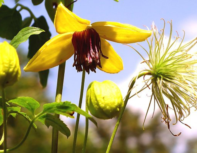 Clematis tangutica Golden Tiara