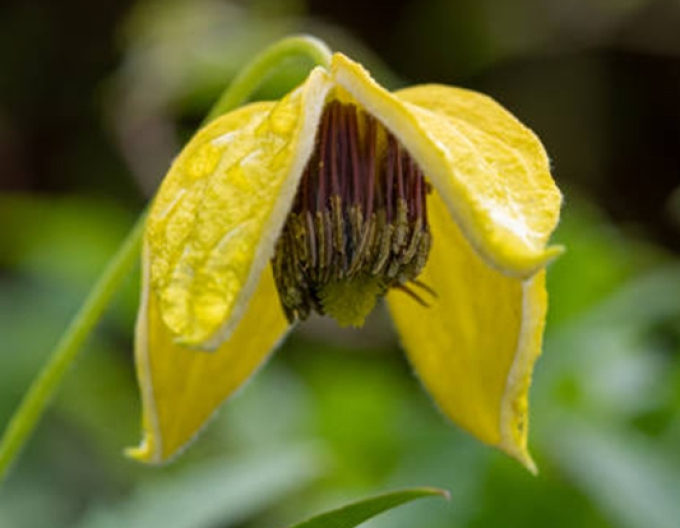 Clematis tangutica Golden Tiara