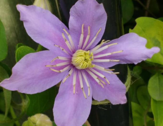 Clematis viticella Justa
