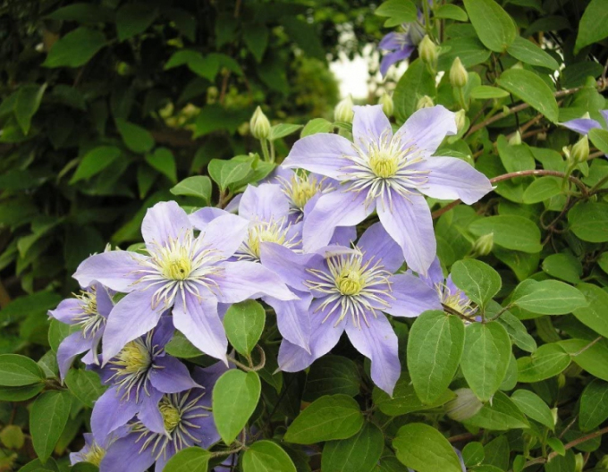 Clematis viticella Justa