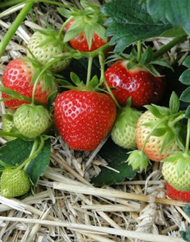 Erdbeere Induka