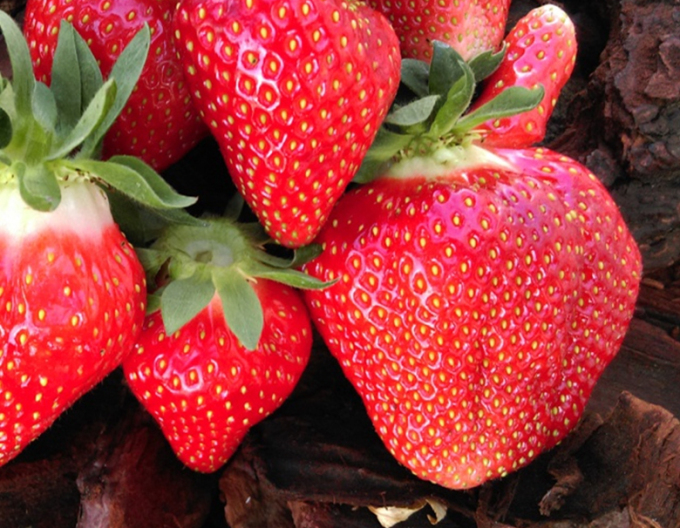 Erdbeere Clery frühe Sorte