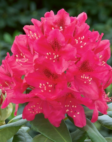 Rhododendron Nova Zembla