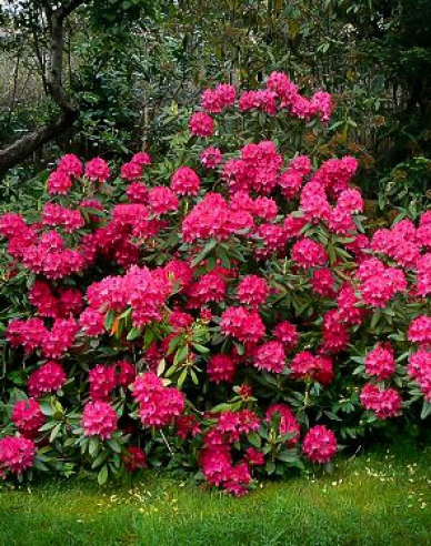 Rhododendron Nova Zembla