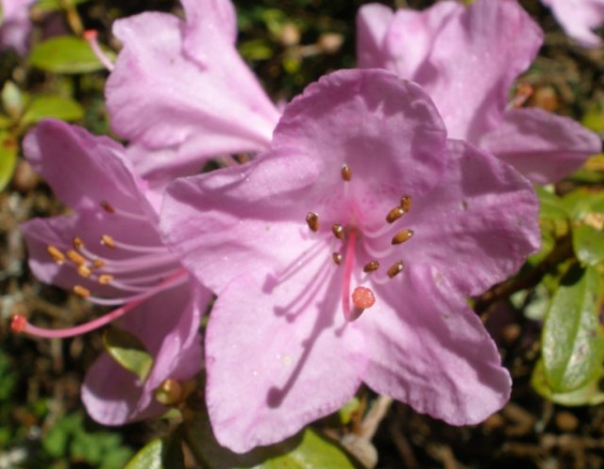 Rhododendron Schnepfe