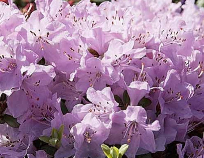 Rhododendron Schnepfe