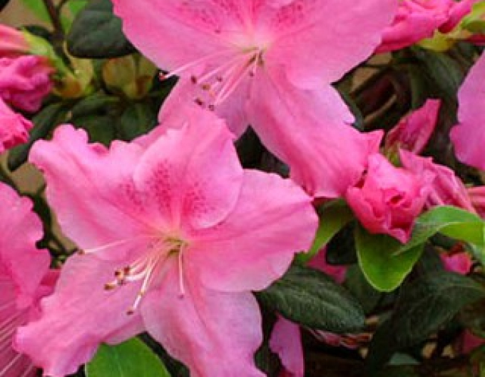 Azalea japonica Conny