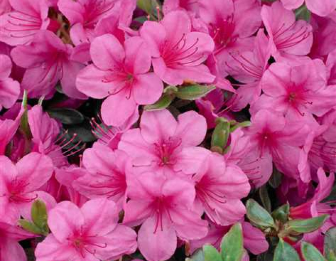 Azalea japonica Conny
