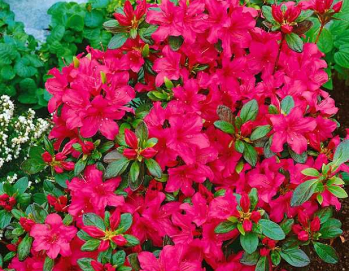 Azalea japonica Excelsior